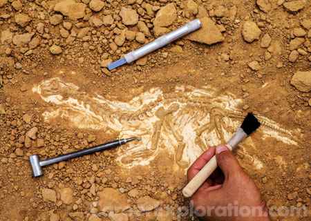 Paleontology Major