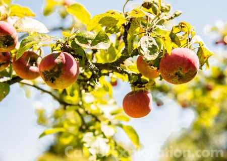 Plant Pathology/Phytopathology Major