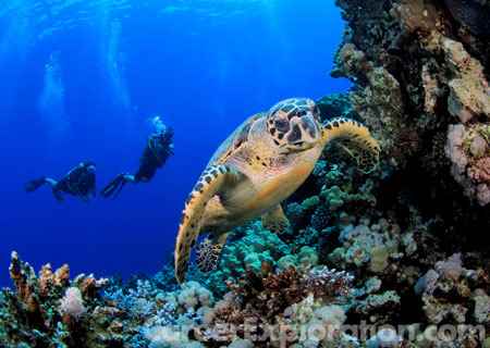 Marine Biology and Biological Oceanography Major