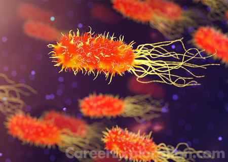 Microbial and Eukaryotic Genetics Major