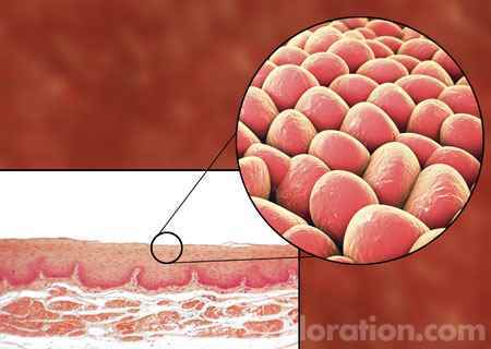 Cell Physiology Major